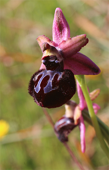 Ophrys sipontensis, Manfredonia.