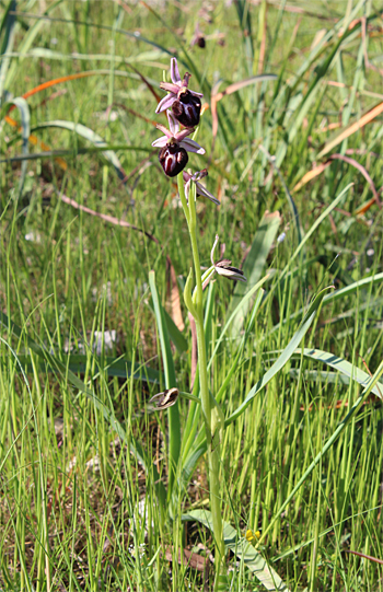 Ophrys sipontensis, Manfredonia.