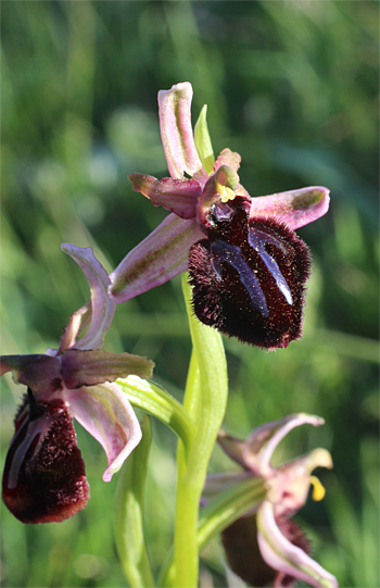 Ophrys sipontensis, Manfredonia.