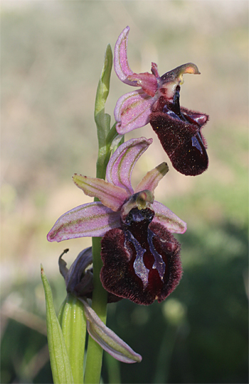 Ophrys sipontensis, Manfredonia.