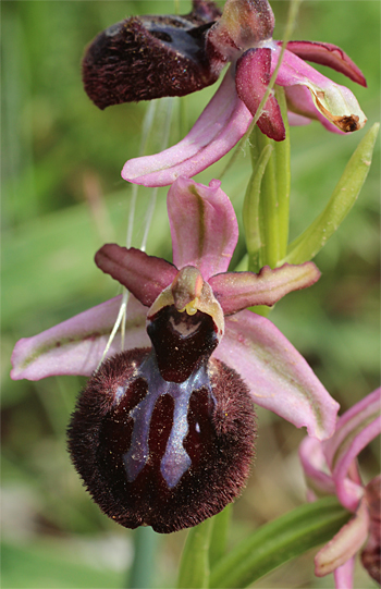 Ophrys sipontensis, Altamura.