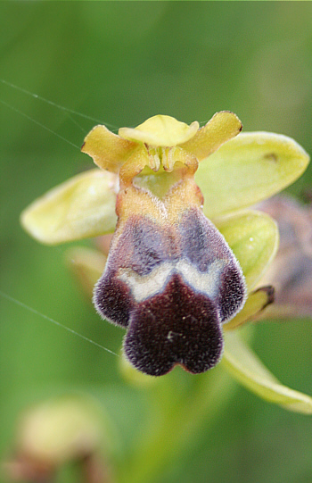 Ophrys sitiaca, Kattavia.
