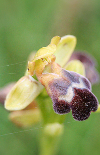 Ophrys sitiaca, Kattavia.