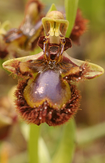 Ophrys speculum, Ittiri.