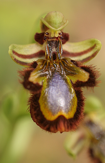 Ophrys speculum, Domusnovas.