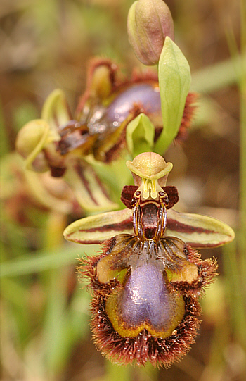 Ophrys speculum, Ittiri.