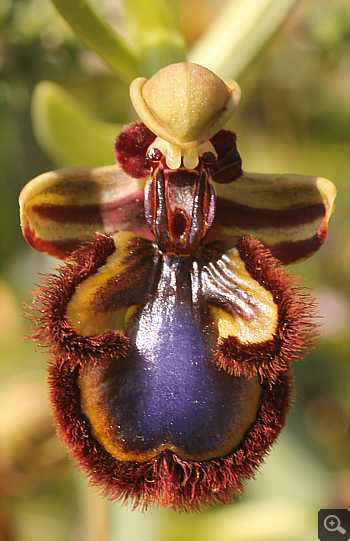 Ophrys speculum, Litochoro.