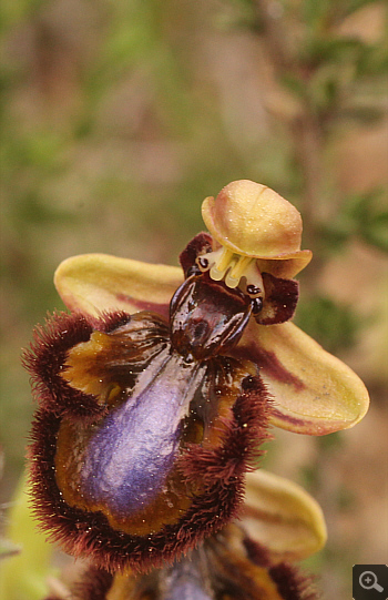 Ophrys speculum, Markopoulo.