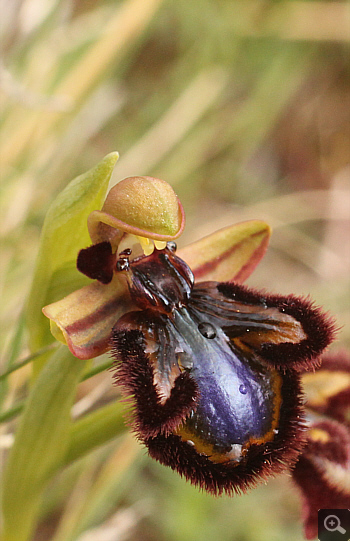 Ophrys speculum, Manthirea.