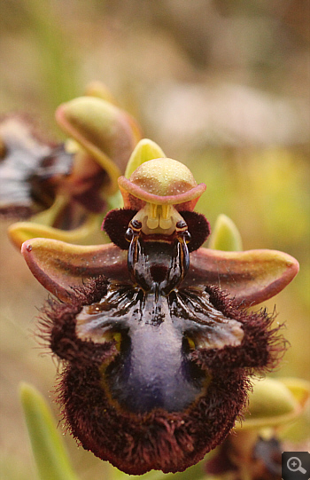 Ophrys speculum, Manthirea.