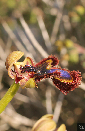 Ophrys speculum, Litochoro.