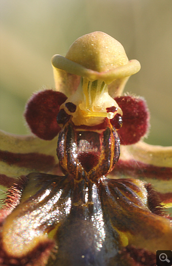 Ophrys speculum, Litochoro.