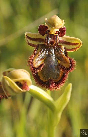 Ophrys speculum, Litochoro.