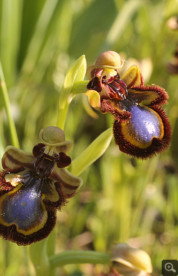 Ophrys speculum, Litochoro.