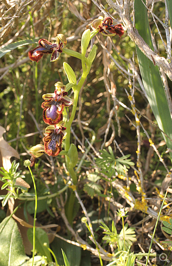 Ophrys speculum, Litochoro.