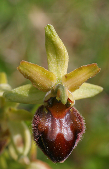 Ophrys sphegodes, district Göppingen.