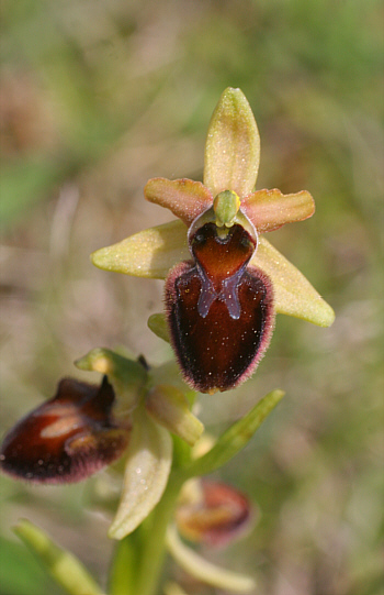 Ophrys sphegodes, district Göppingen.