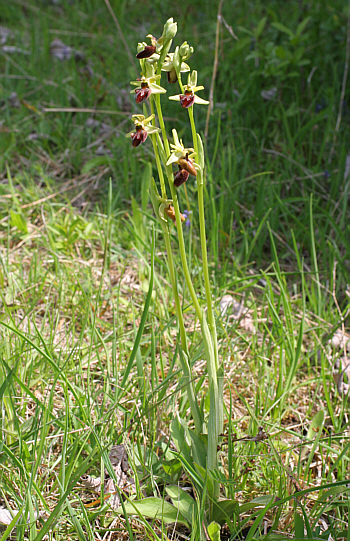 Ophrys sphegodes, district Göppingen.