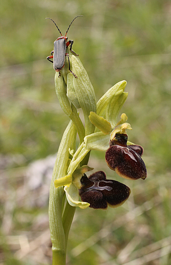 Ophrys sphegodes, Landkreis Göppingen.