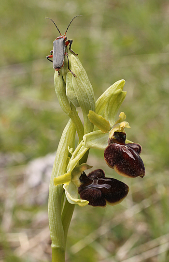 Ophrys sphegodes, district Göppingen.