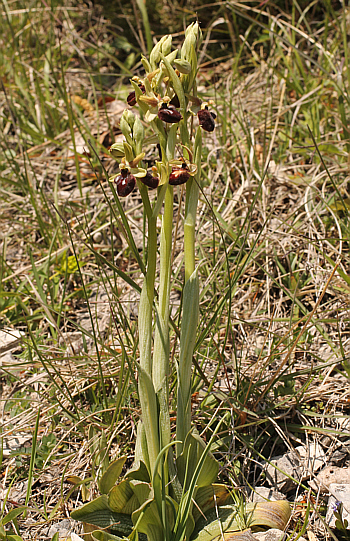 Ophrys sphegodes, Landkreis Göppingen.