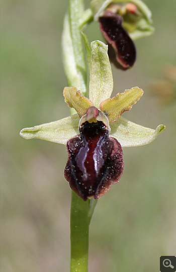 Ophrys sphegodes, Landkreis Göppingen.