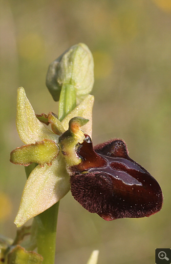 Ophrys sphegodes, Landkreis Göppingen.