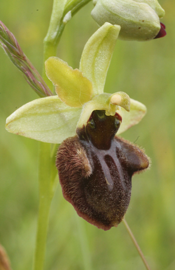 Ophrys sphegodes, Kappel.