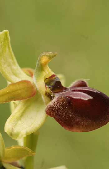 Ophrys sphegodes, Südbaden.