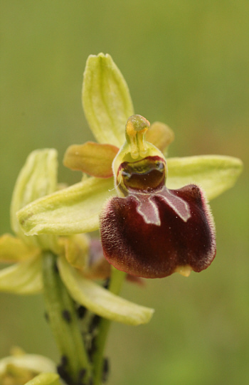 Ophrys sphegodes, Southern Baden.