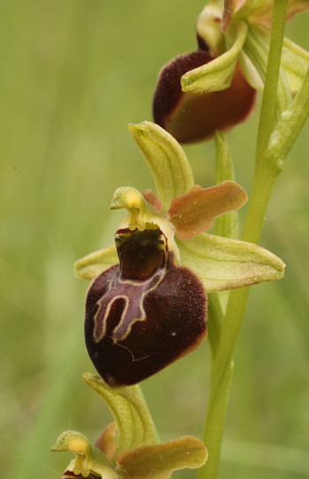 Ophrys sphegodes, Südbaden.