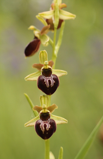 Ophrys sphegodes, Südbaden.