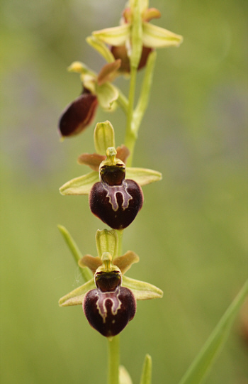 Ophrys sphegodes, Southern Baden.