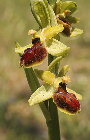 Ophrys sphegodes, district Göppingen.
