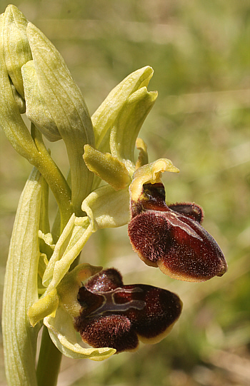 Ophrys sphegodes, district Göppingen.