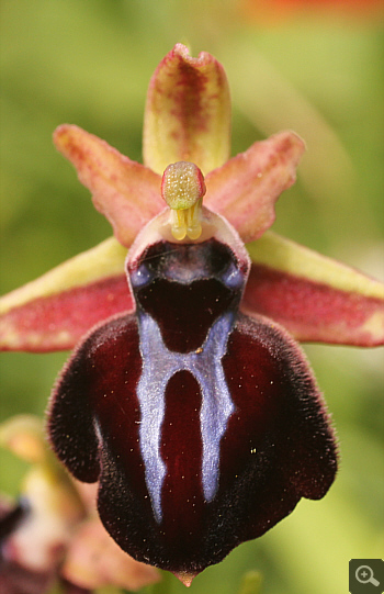 Ophrys spruneri, Litochoro.