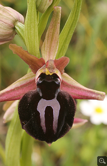 Ophrys spruneri, Nafpaktos.