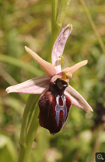 Ophrys spruneri, Lakkomanteka.