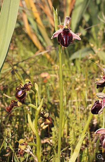 Ophrys spruneri, Litochoro.