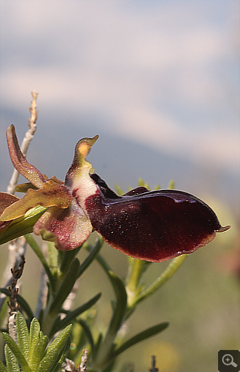 Ophrys spruneri, Litochoro.