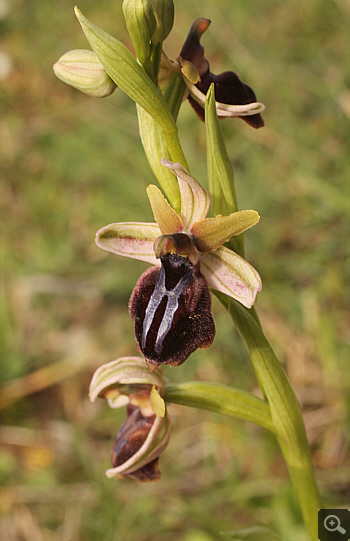 Ophrys spruneri, Kesari.
