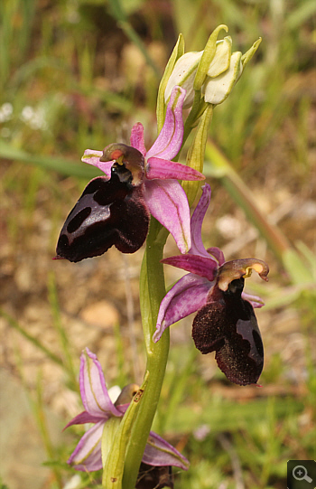 Ophrys spruneri, Ampelokipi.