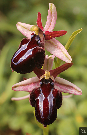 Ophrys spruneri, Nafpaktos.