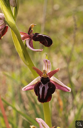 Ophrys spruneri, Kesari.