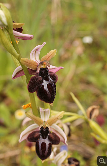 Ophrys spruneri, Katsimpalis.
