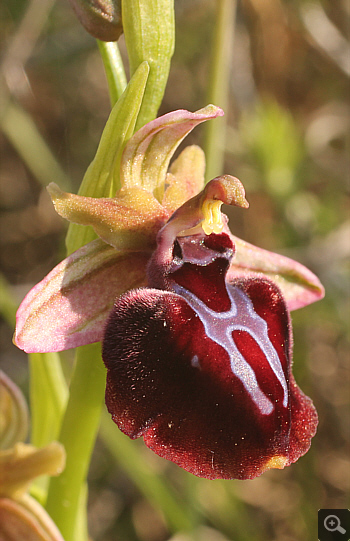 Ophrys spruneri, Litochoro.