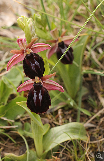 Ophrys spruneri, Katsimpalis.