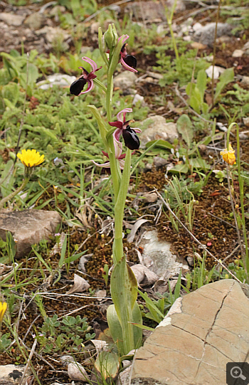 Ophrys spruneri, Manthirea.