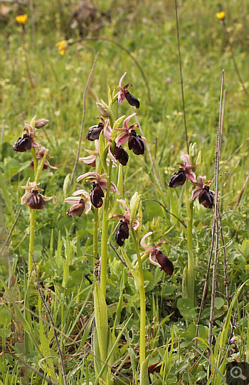 Ophrys spruneri, Filothei.