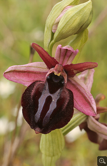 Ophrys spruneri, Kesari.